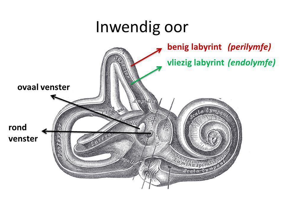 Inwendig oor benig labyrint (perilymfe) vliezig labyrint (endolymfe)