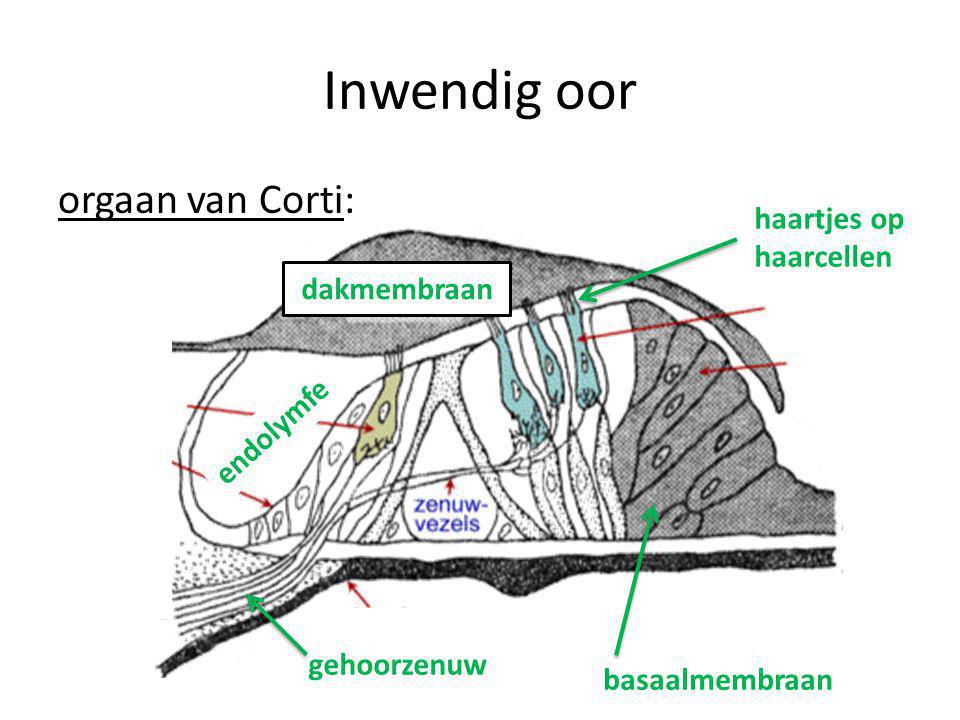 Inwendig oor orgaan van Corti: haartjes op haarcellen dakmembraan