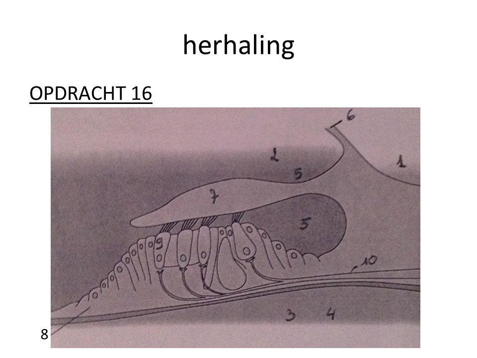 herhaling OPDRACHT 16 8