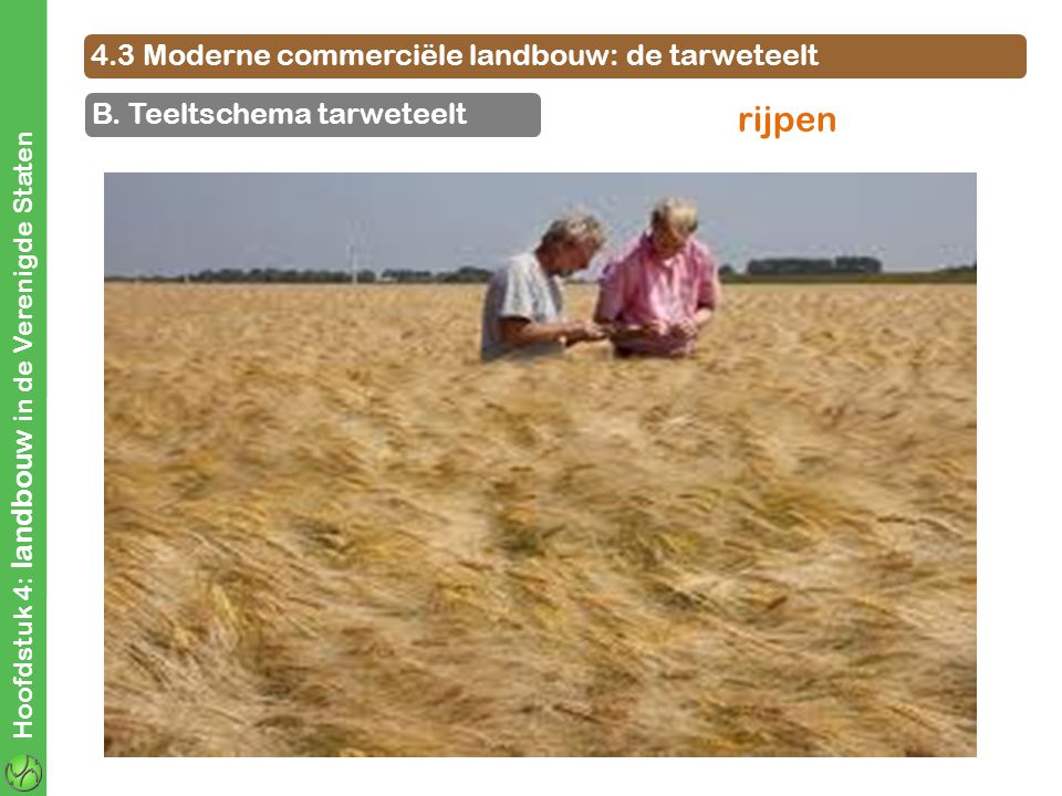 rijpen 4.3 Moderne commerciële landbouw: de tarweteelt
