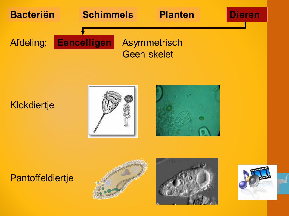 Bacteriën Schimmels. Planten. Dieren. Afdeling: Eencelligen. Asymmetrisch Geen skelet. Klokdiertje.