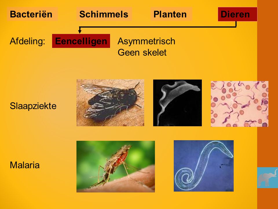 Bacteriën Schimmels. Planten. Dieren. Afdeling: Eencelligen. Asymmetrisch Geen skelet. Slaapziekte.