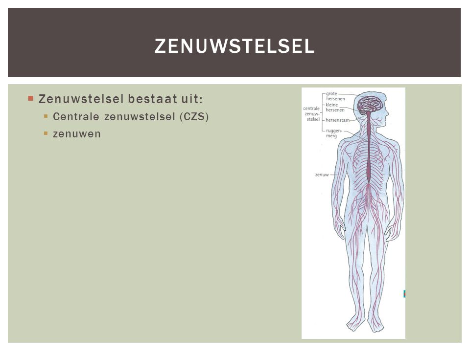 zenuwstelsel Zenuwstelsel bestaat uit: Centrale zenuwstelsel (CZS)