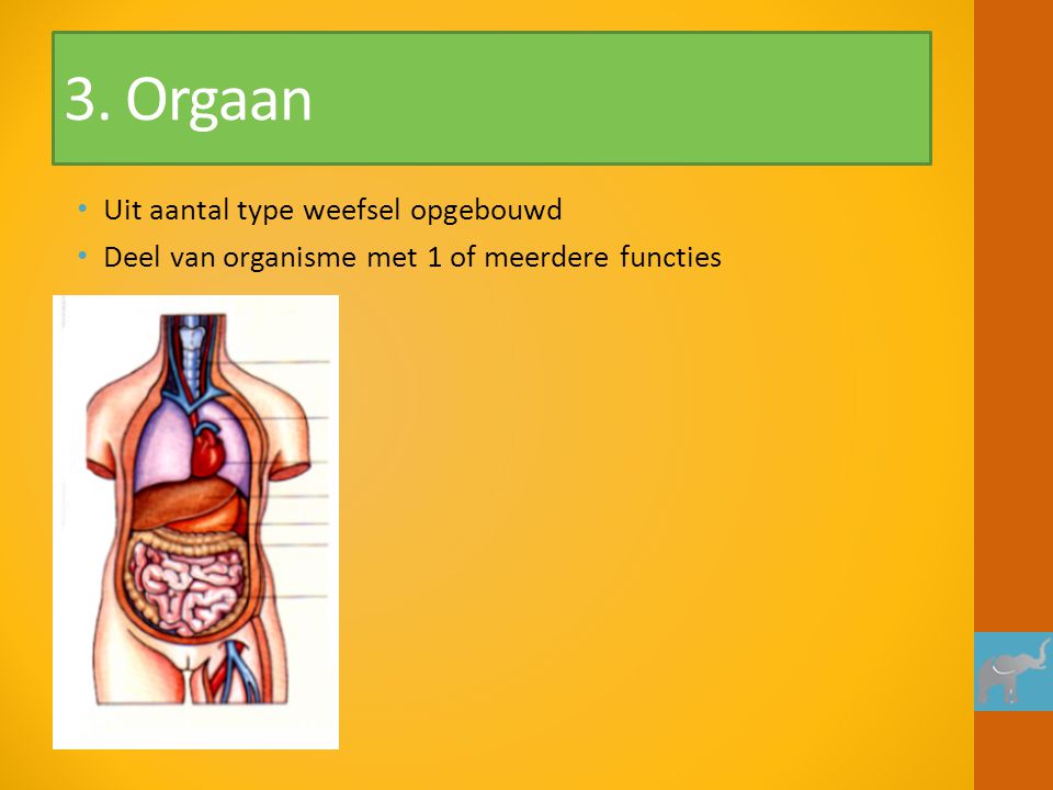3. Orgaan Uit aantal type weefsel opgebouwd