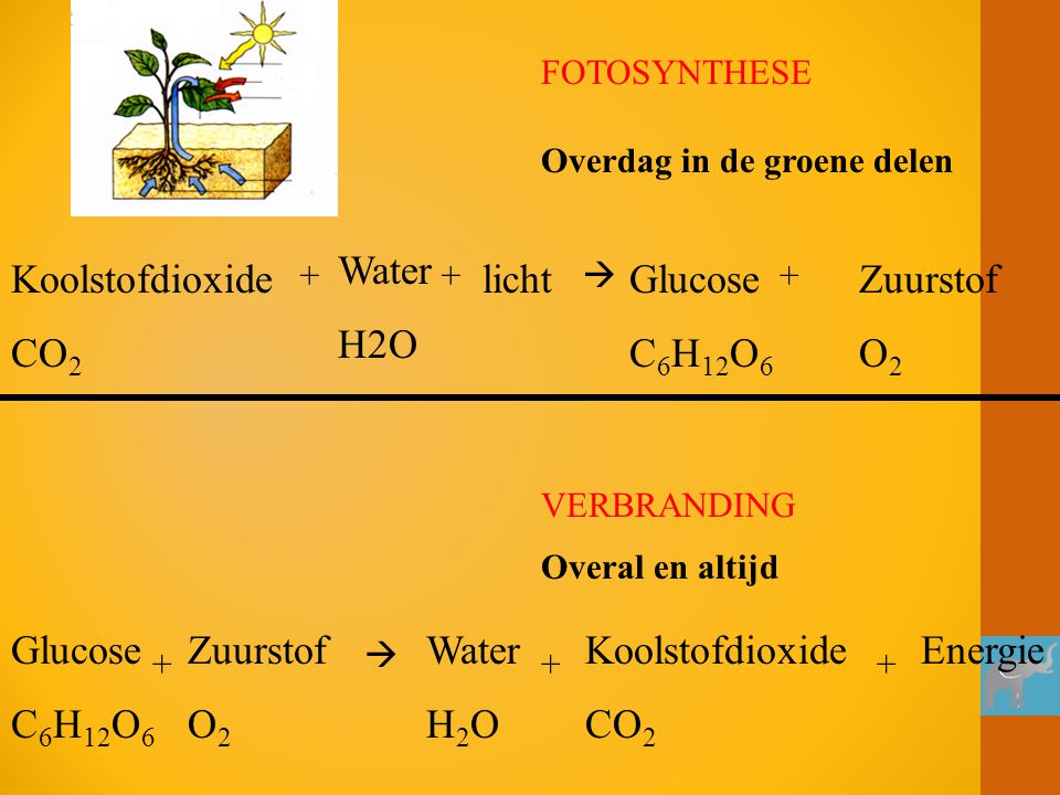 Water H2O Koolstofdioxide CO2 licht Glucose C6H12O6 Zuurstof O2