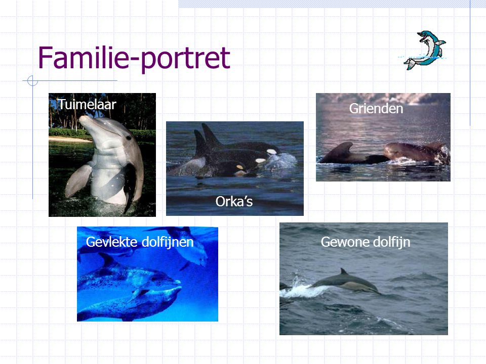 Familie-portret Tuimelaar Grienden Orka’s Gevlekte dolfijnen