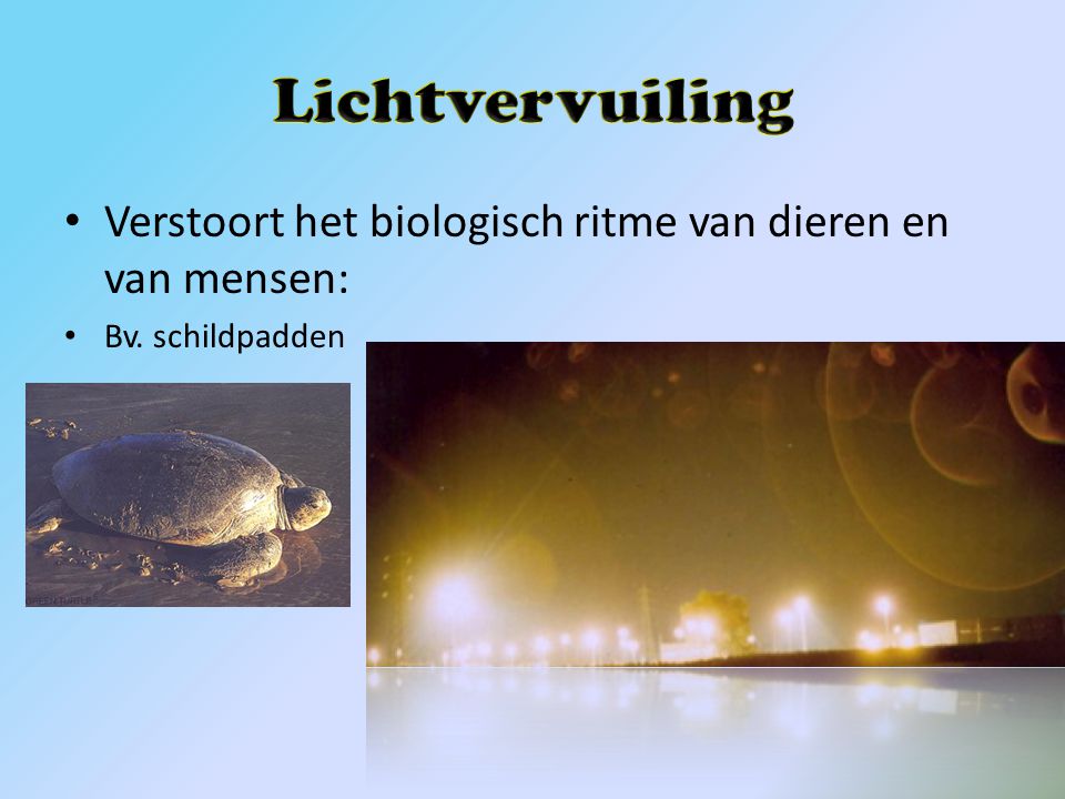 Lichtvervuiling Verstoort het biologisch ritme van dieren en van mensen: Bv. schildpadden