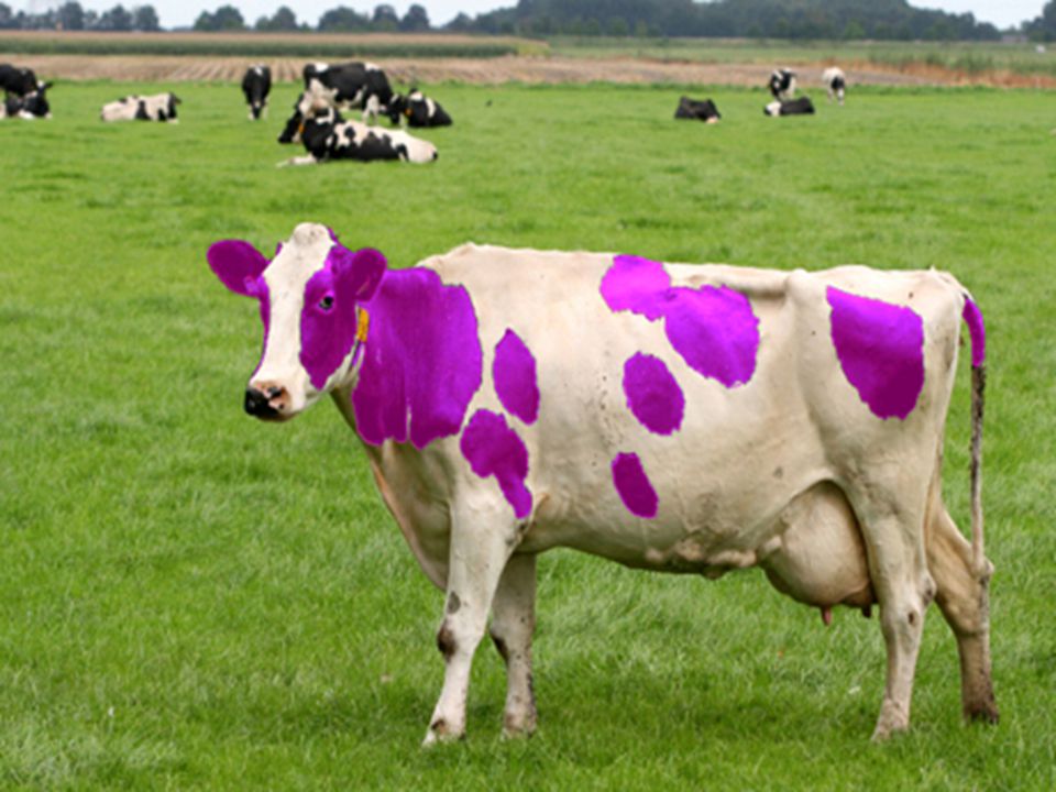 Het verhaal van de paarse koe…..