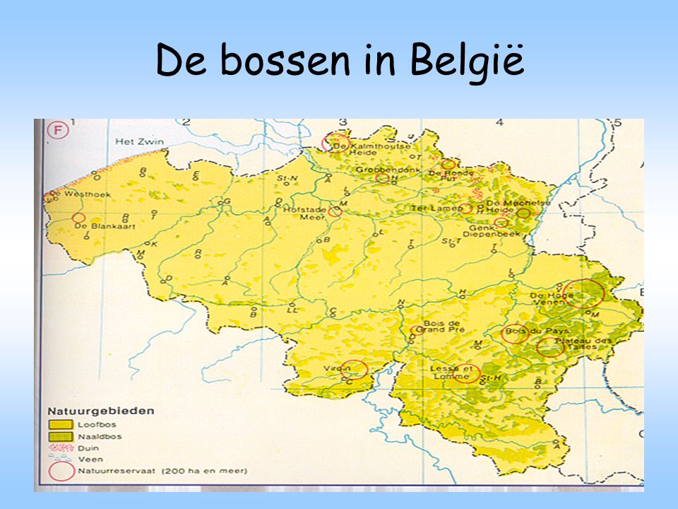 De bossen in België