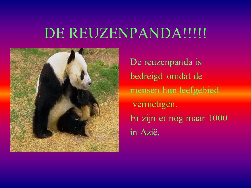 DE REUZENPANDA!!!!! De reuzenpanda is bedreigd omdat de