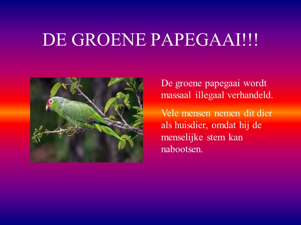DE GROENE PAPEGAAI!!! De groene papegaai wordt massaal illegaal verhandeld.