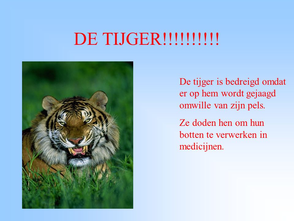 DE TIJGER!!!!!!!!!! De tijger is bedreigd omdat er op hem wordt gejaagd omwille van zijn pels.