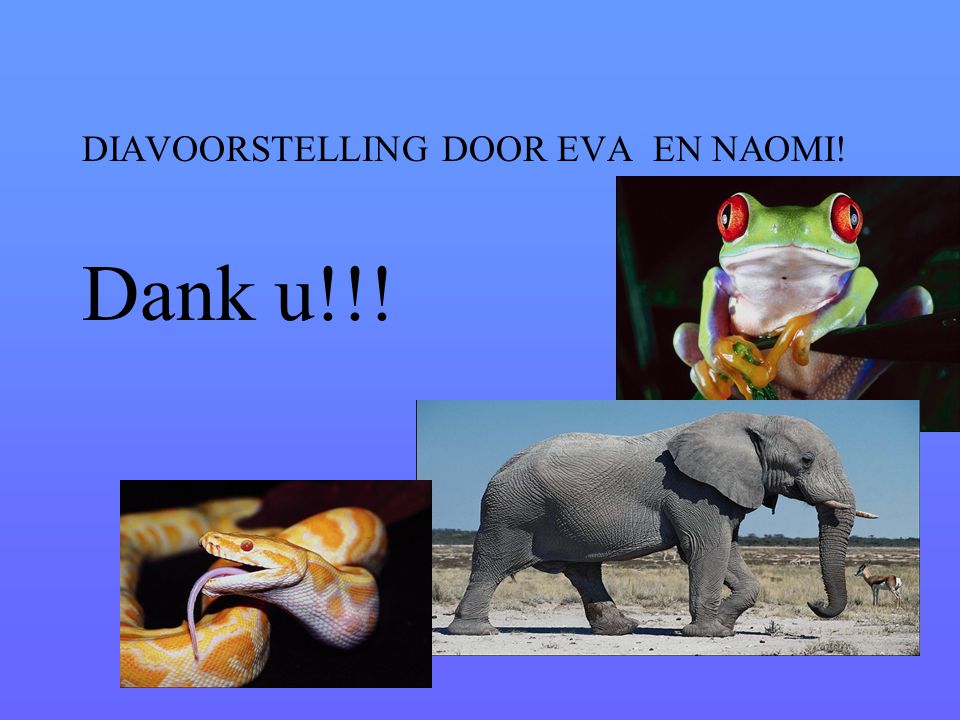 DIAVOORSTELLING DOOR EVA EN NAOMI!