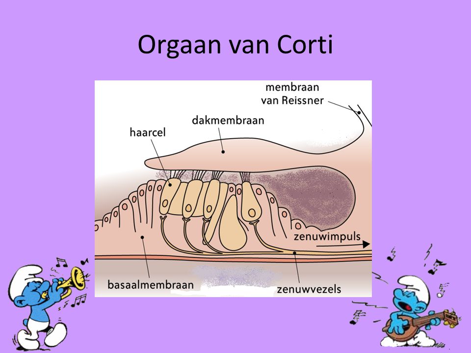 Orgaan van Corti