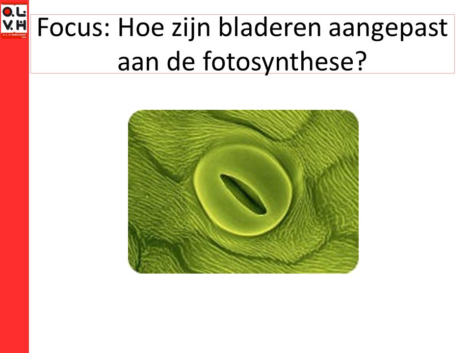 Focus: Hoe zijn bladeren aangepast aan de fotosynthese