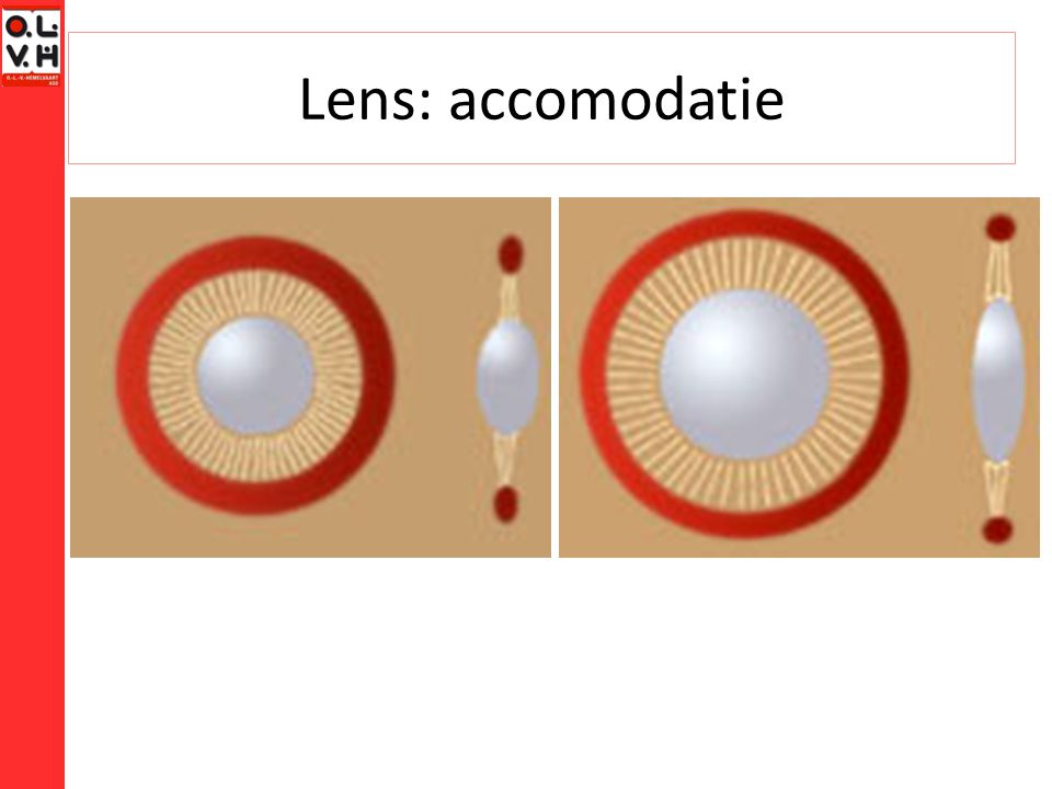 Lens: accomodatie
