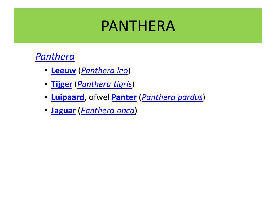 PANTHERA Panthera Leeuw (Panthera leo) Tijger (Panthera tigris)