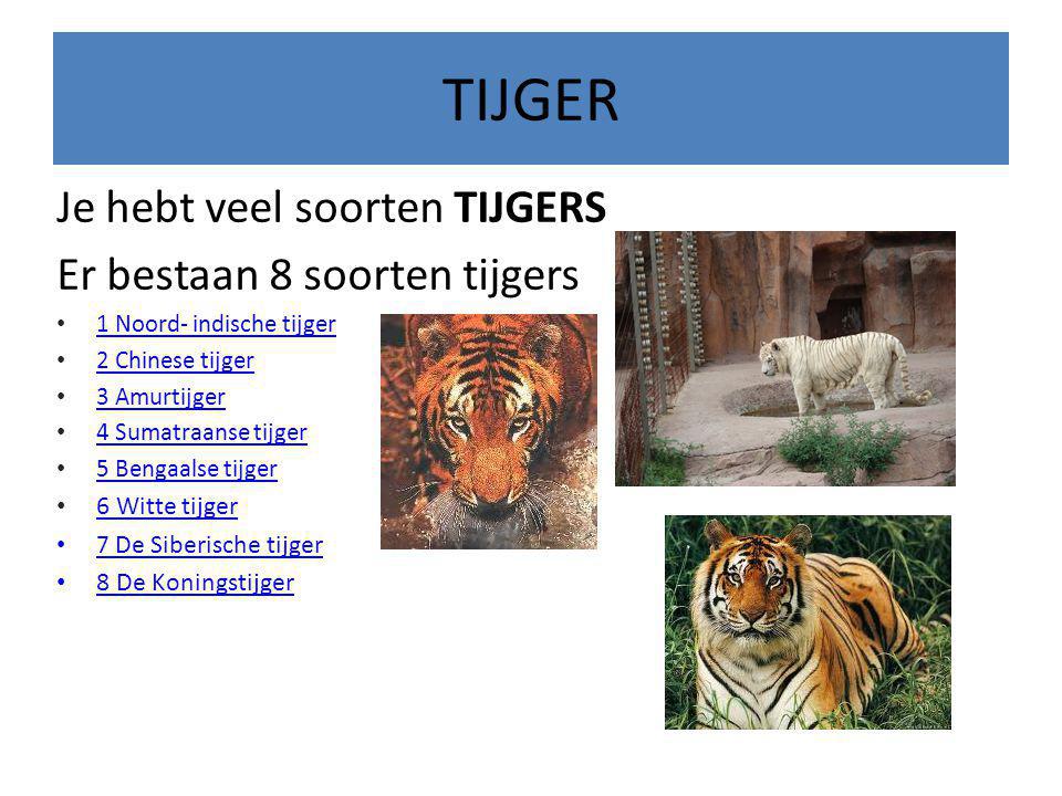 TIJGER Je hebt veel soorten TIJGERS Er bestaan 8 soorten tijgers