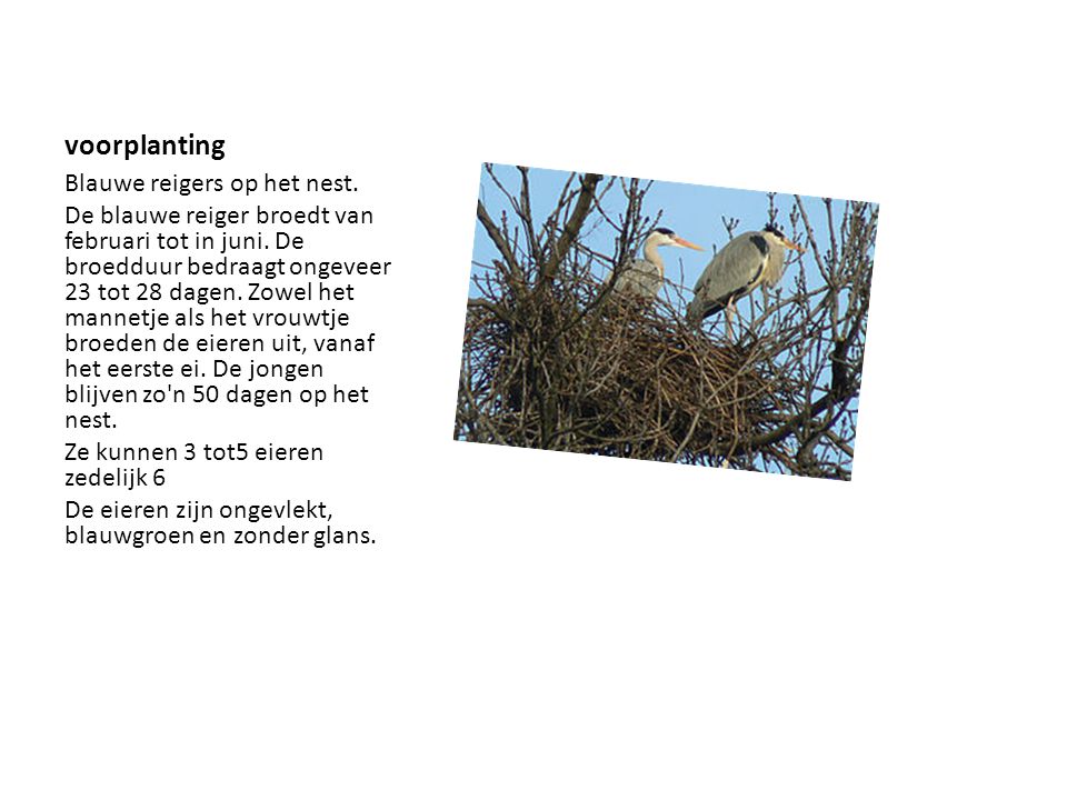 voorplanting Blauwe reigers op het nest.