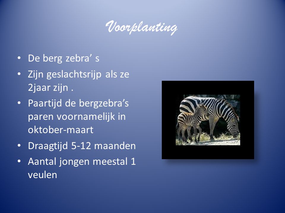 Voorplanting De berg zebra’ s Zijn geslachtsrijp als ze 2jaar zijn .