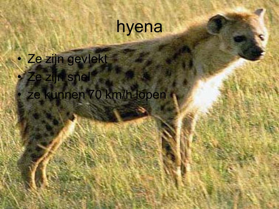 hyena Ze zijn gevlekt Ze zijn snel ze kunnen 70 km/h lopen