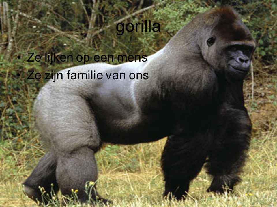 gorilla Ze lijken op een mens Ze zijn familie van ons