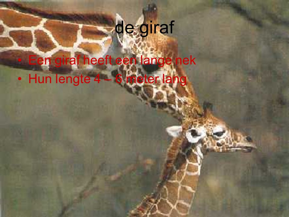 de giraf Een giraf heeft een lange nek Hun lengte 4 – 6 meter lang