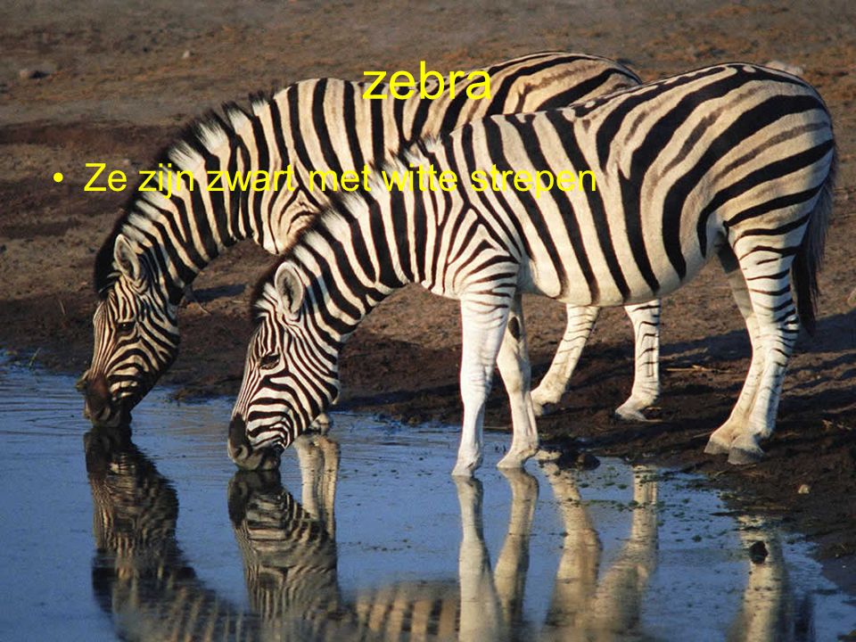 zebra Ze zijn zwart met witte strepen