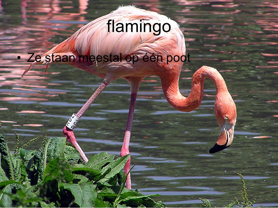 flamingo Ze staan meestal op één poot