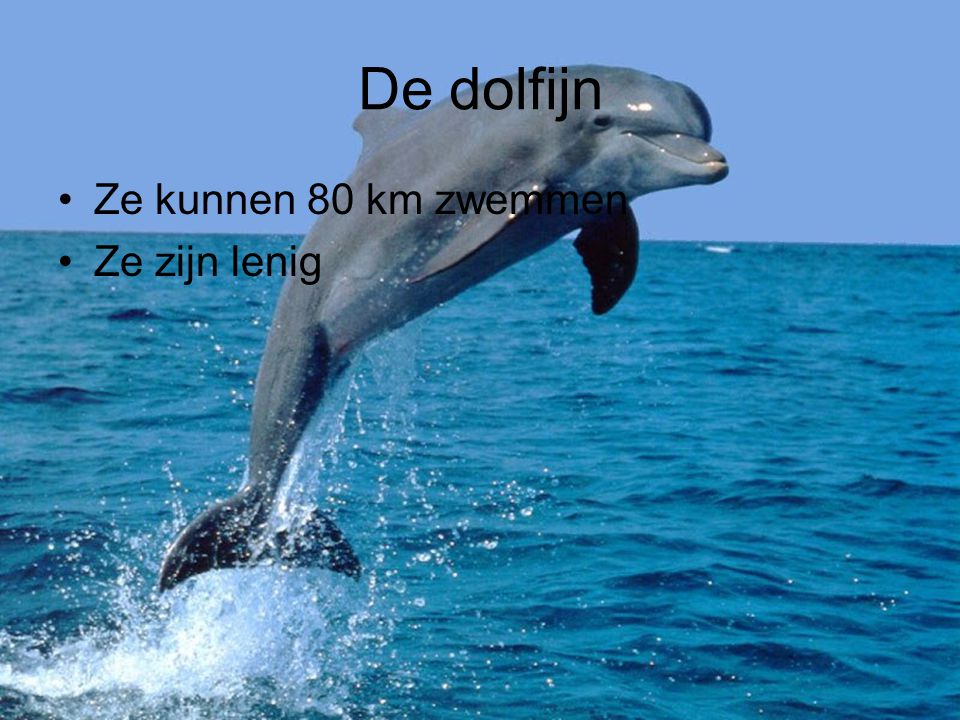 De dolfijn Ze kunnen 80 km zwemmen Ze zijn lenig