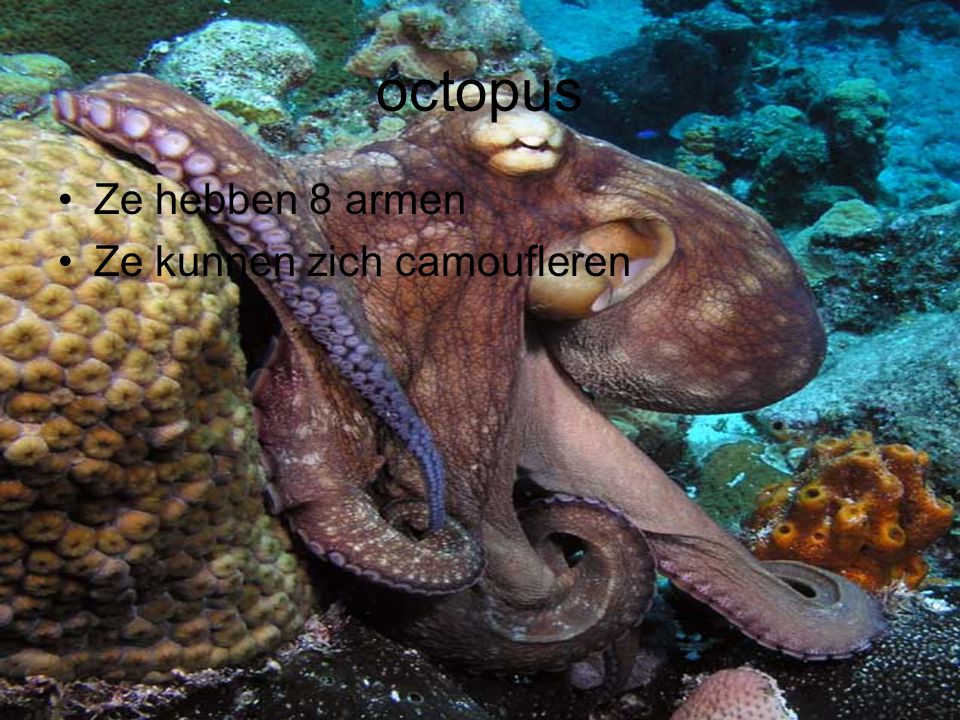 octopus Ze hebben 8 armen Ze kunnen zich camoufleren