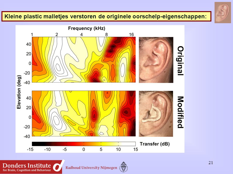 Kleine plastic malletjes verstoren de originele oorschelp-eigenschappen: