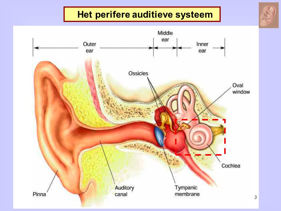 Het perifere auditieve systeem