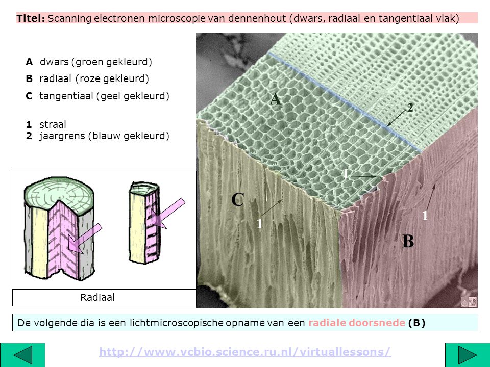 Titel: Scanning electronen microscopie van dennenhout (dwars, radiaal en tangentiaal vlak)