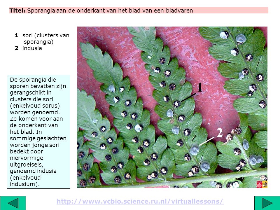 Titel: Sporangia aan de onderkant van het blad van een bladvaren