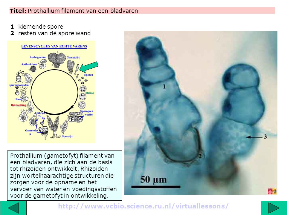 Titel: Prothallium filament van een bladvaren