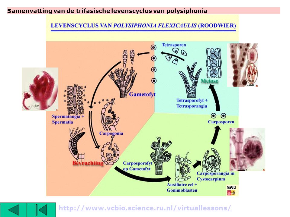 Samenvatting van de trifasische levenscyclus van polysiphonia