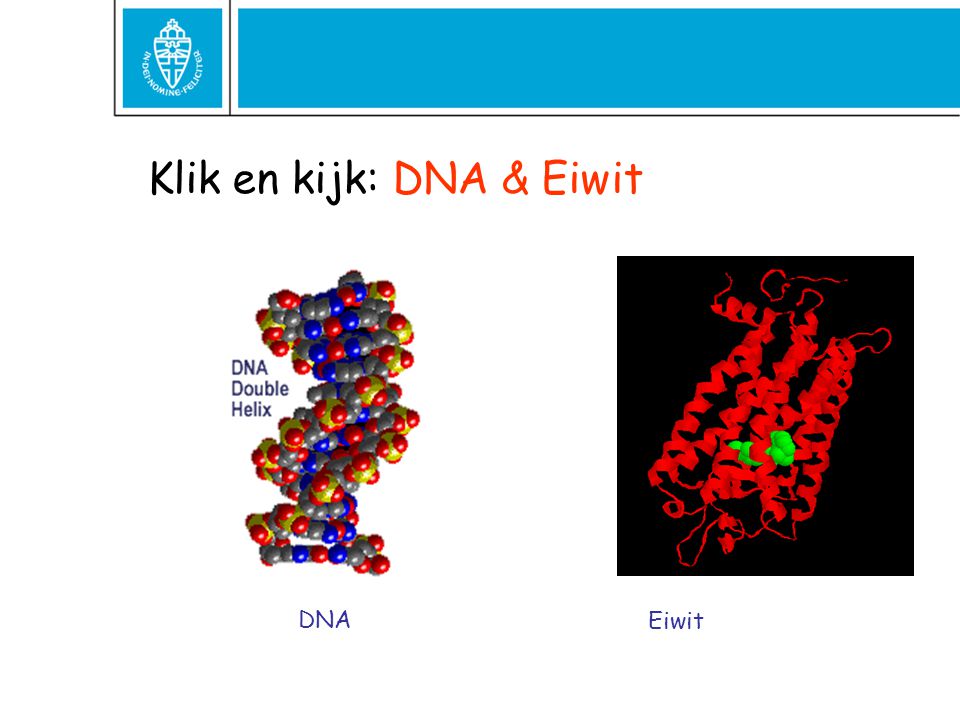 Klik en kijk: DNA & Eiwit