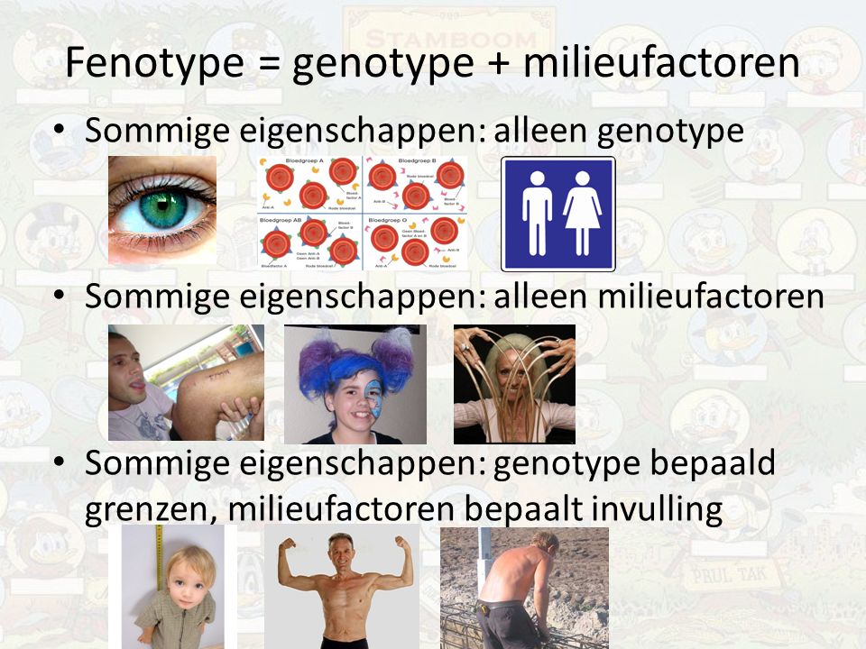 Fenotype = genotype + milieufactoren