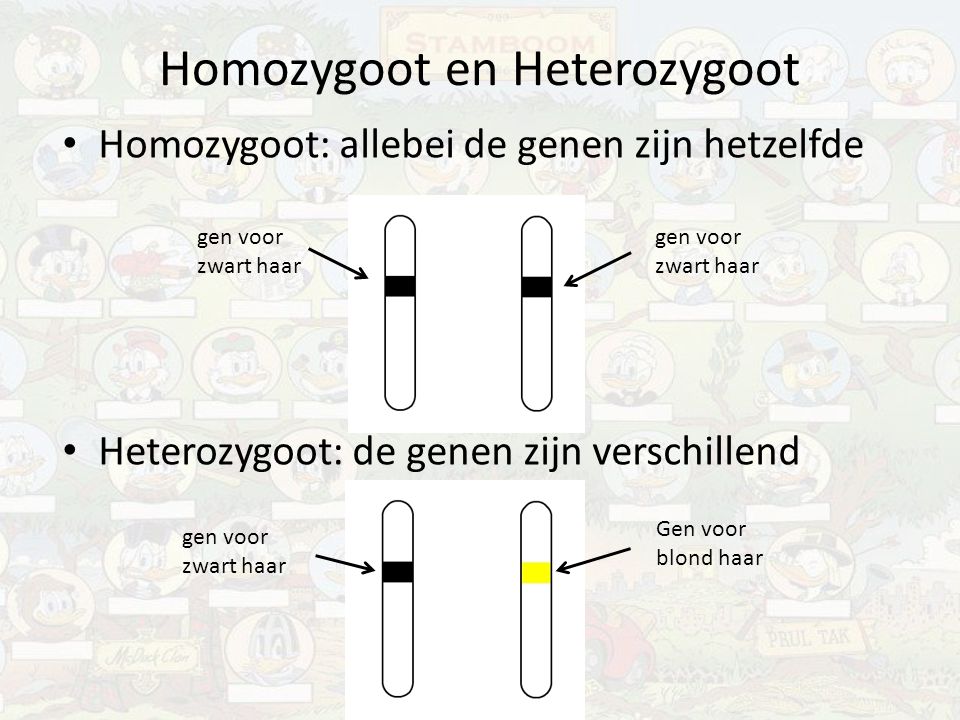 Homozygoot en Heterozygoot