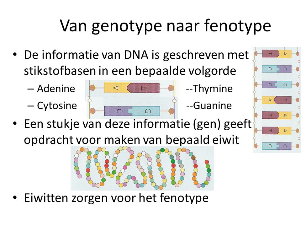 Van genotype naar fenotype