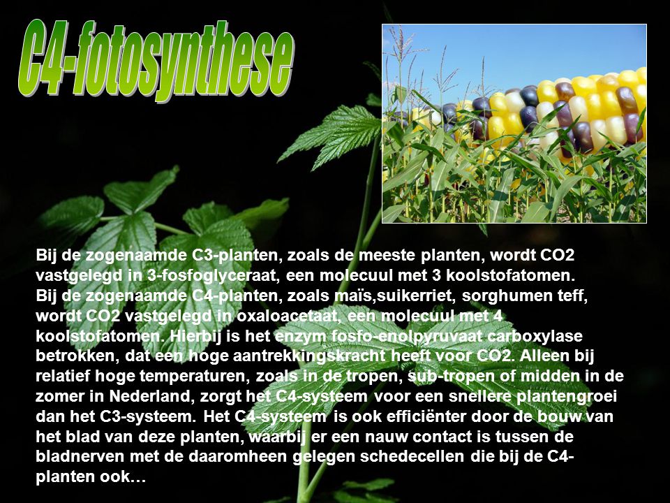 C4-fotosynthese Bij de zogenaamde C3-planten, zoals de meeste planten, wordt CO2 vastgelegd in 3-fosfoglyceraat, een molecuul met 3 koolstofatomen.