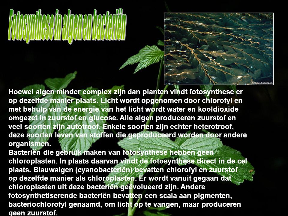 Fotosynthese in algen en bacteriën