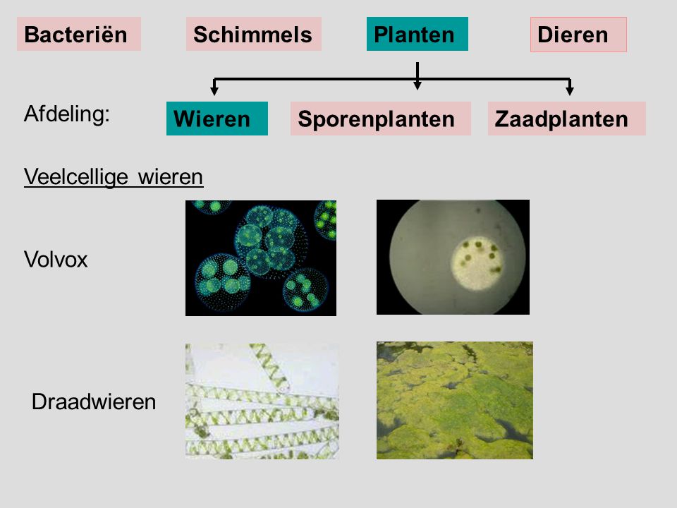 Bacteriën Schimmels. Planten. Dieren. Afdeling: Wieren. Sporenplanten. Zaadplanten. Veelcellige wieren.