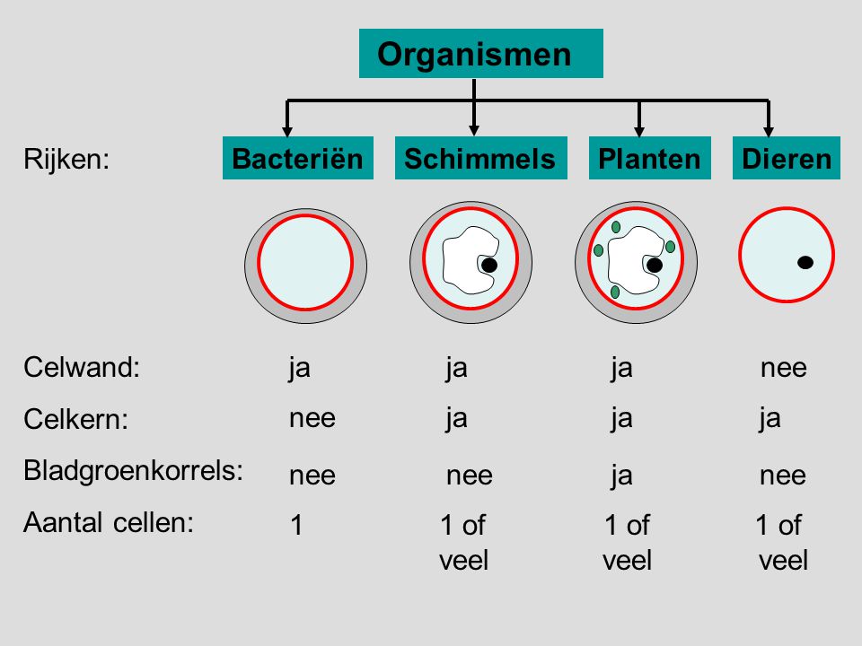 Organismen Rijken: Bacteriën Schimmels Planten Dieren Celwand: