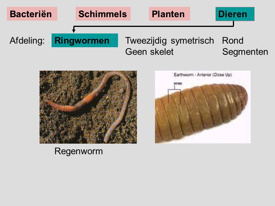 Bacteriën Bacteriën. Schimmels. Schimmels. Planten. Planten. Dieren. Dieren. Afdeling: Ringwormen.