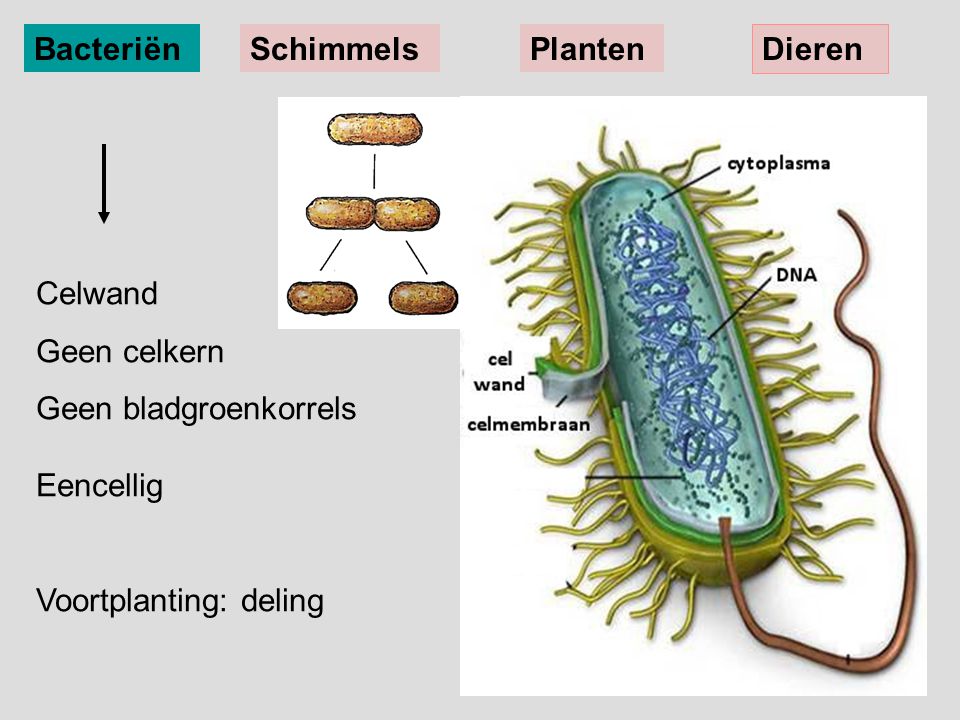 Bacteriën Schimmels. Planten. Dieren. Celwand. Geen celkern. Geen bladgroenkorrels Eencellig.