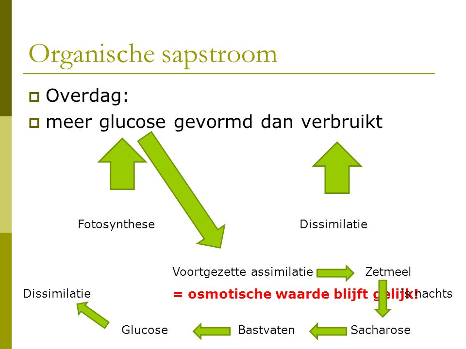 Organische sapstroom Overdag: meer glucose gevormd dan verbruikt