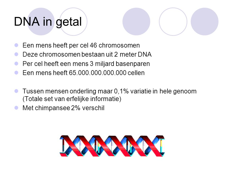 DNA in getal Een mens heeft per cel 46 chromosomen