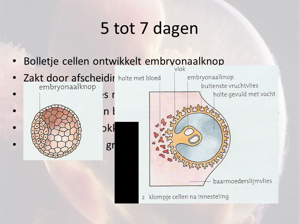 5 tot 7 dagen Bolletje cellen ontwikkelt embryonaalknop